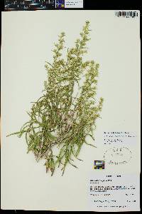 Brickellia longifolia image