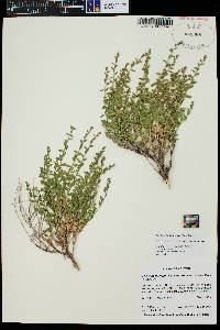 Brickellia microphylla var. scabra image