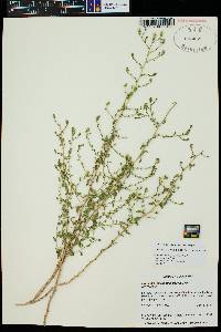 Brickellia microphylla var. scabra image