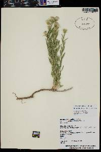 Brickellia oblongifolia var. linifolia image