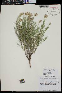 Brickellia oblongifolia var. linifolia image