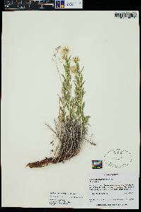 Brickellia oblongifolia var. linifolia image