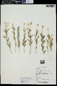 Brickellia oblongifolia image