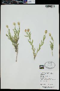 Brickellia oblongifolia var. linifolia image