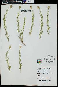 Brickellia oblongifolia image