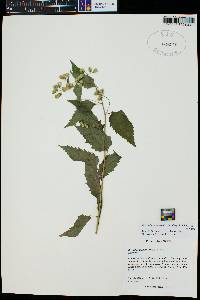 Brickellia grandiflora image