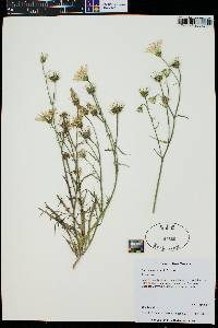 Calycoseris wrightii image