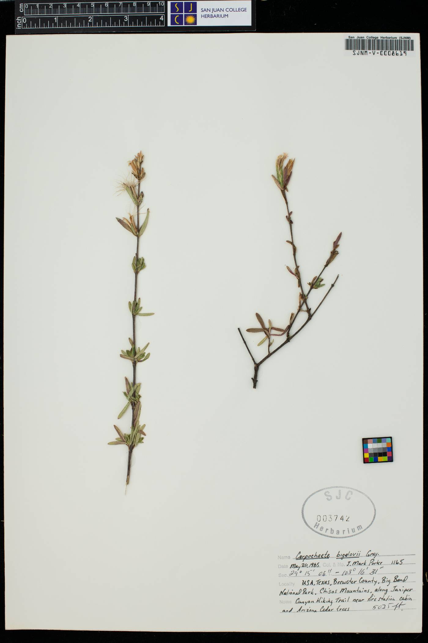 Carpochaete bigelovii image