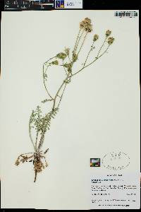 Chaenactis douglasii var. douglasii image