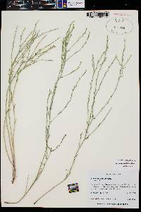 Baccharis wrightii image