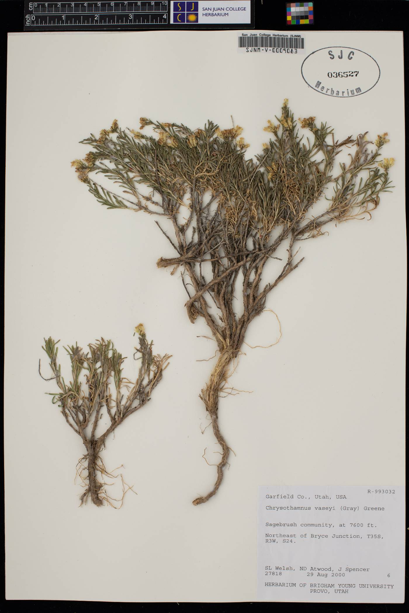 Chrysothamnus vaseyi image
