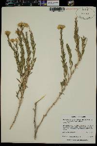 Chrysothamnus viscidiflorus subsp. lanceolatus image