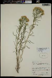 Chrysothamnus viscidiflorus subsp. lanceolatus image