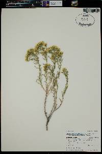 Chrysothamnus viscidiflorus subsp. lanceolatus image