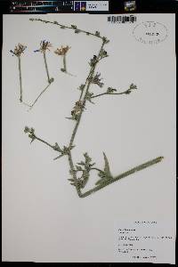 Cichorium intybus image