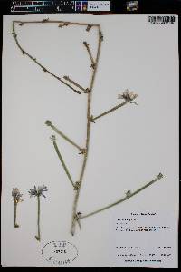 Cichorium intybus image