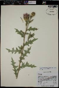 Cirsium arizonicum var. bipinnatum image