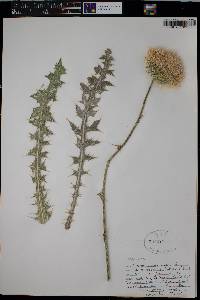 Cirsium neomexicanum image