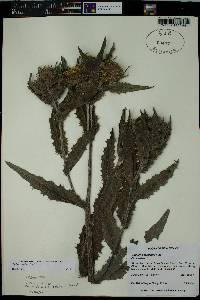 Cirsium parryi image