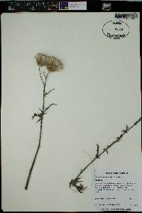 Cirsium repandum image