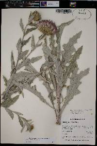 Cirsium undulatum image