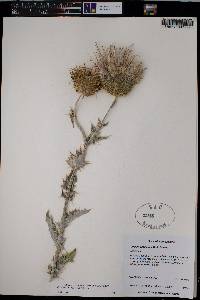 Cirsium undulatum image