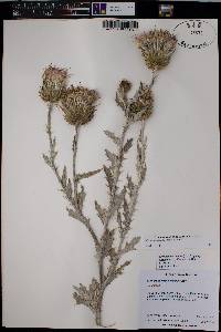 Cirsium undulatum image