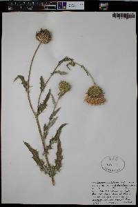 Cirsium undulatum image