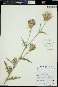 Cirsium wheeleri image