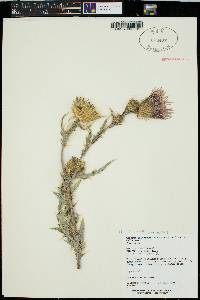 Cirsium wheeleri image