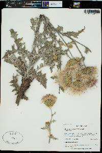 Cirsium wheeleri image