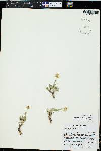 Erigeron consimilis image