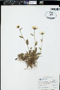 Erigeron coulteri image