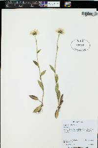 Erigeron coulteri image