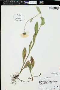 Erigeron coulteri image