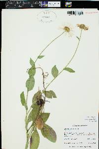 Erigeron coulteri image