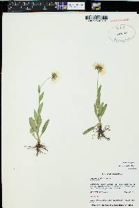 Erigeron coulteri image