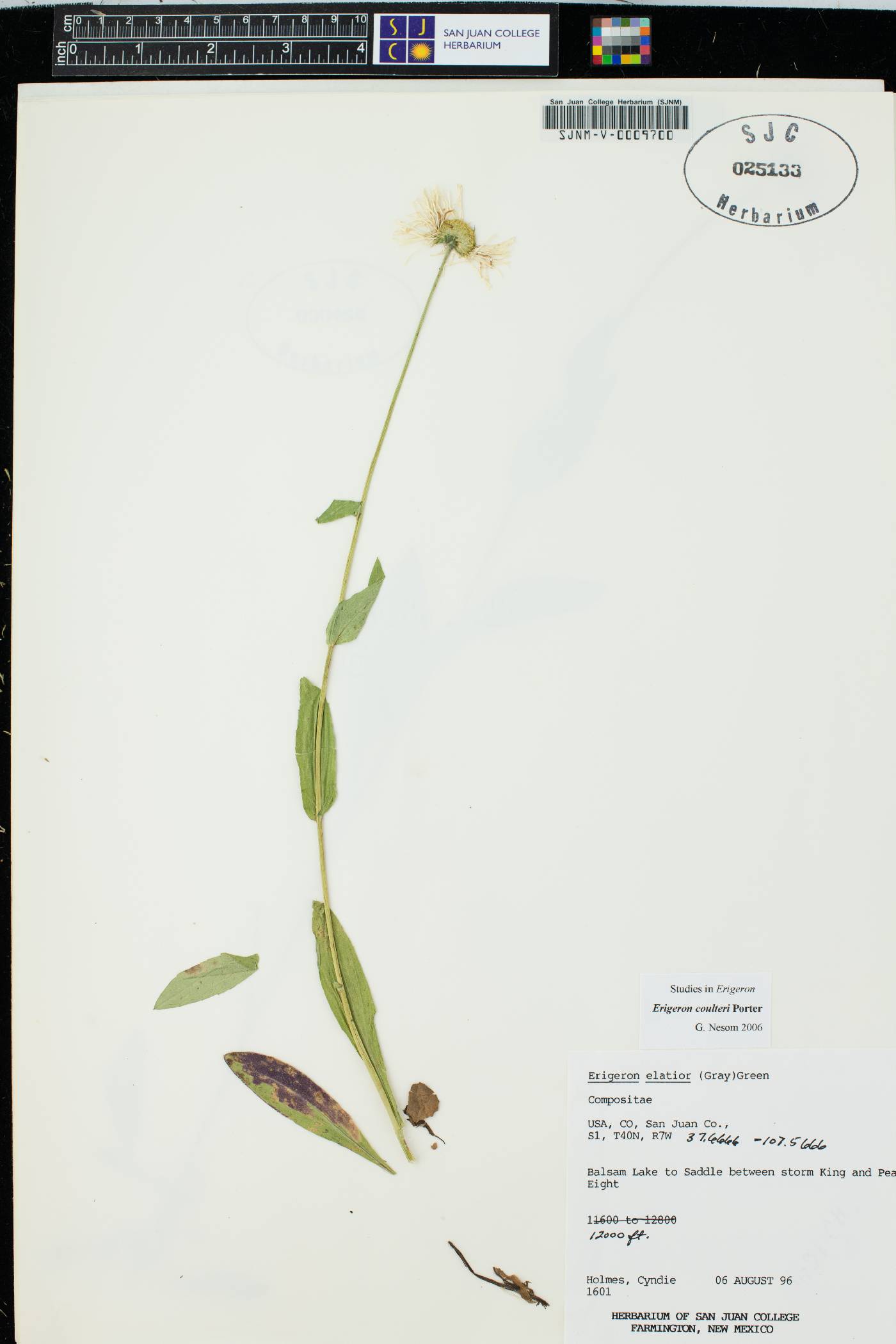 Erigeron coulteri image