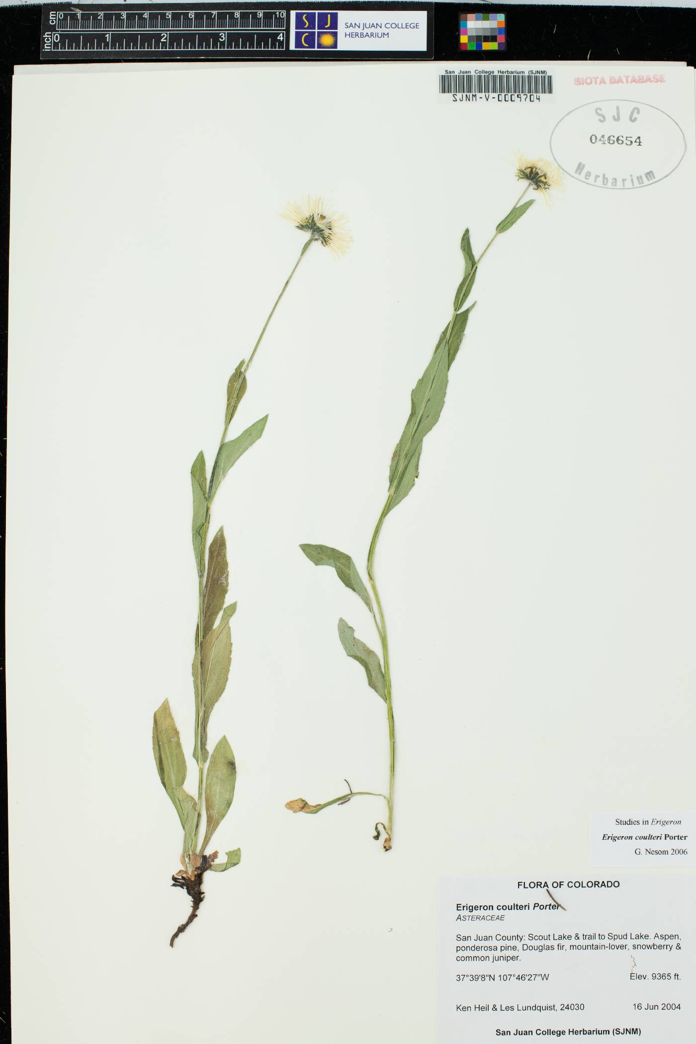 Erigeron coulteri image