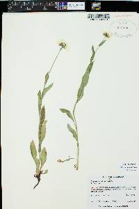 Erigeron coulteri image