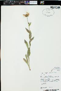 Erigeron coulteri image