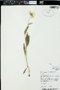 Erigeron coulteri image