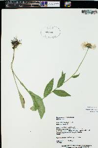 Erigeron coulteri image