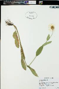 Erigeron coulteri image