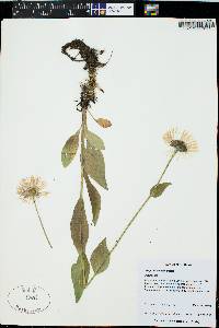 Erigeron coulteri image