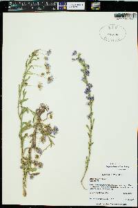 Erigeron divergens image