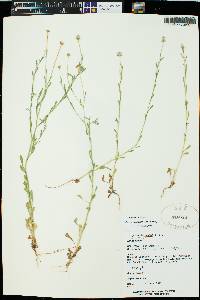 Erigeron divergens image