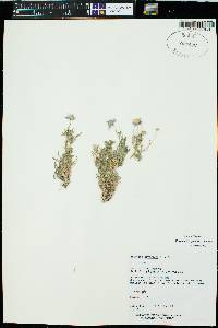 Erigeron divergens image