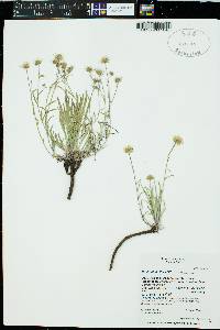 Erigeron eatonii image