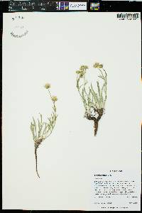 Erigeron eatonii image